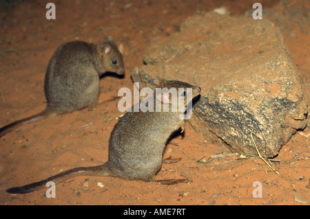 »^bettong creusant à queue en brosse" l'Australie Banque D'Images