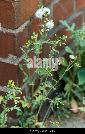 Le séneçon vulgaire, old-man-in-the-ressort (Senecio vulgaris), la floraison et la fructification, seule plante sur l'avant d'un mur Banque D'Images