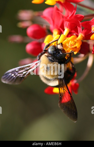 Gros plan de l'insecte Bumble Bee sur la fleur d'orange d'au-dessus flou arrière-plan flou d'en dessous de l'angle bas personne vertical aux États-Unis haute résolution Banque D'Images