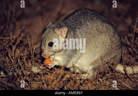 Bettong creusant l'Australie du Sud Banque D'Images