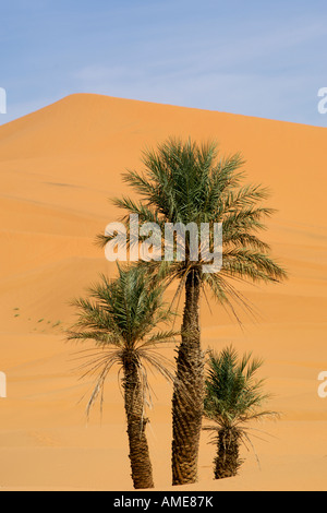 Palmiers de plus en plus parmi les dunes de sable de l'Erg Chebbi près de la ville de Merzouga dans l'est du Maroc. Banque D'Images