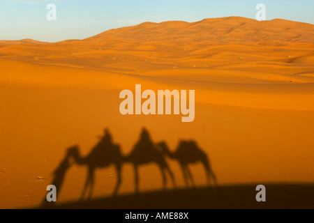 Ombre d'un homme berbère menant trois chameaux dromadaire si les dunes de l'Erg Chebbi près de Merzouga dans l'est du Maroc. Banque D'Images