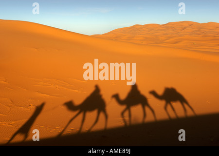 Ombre d'un homme berbère menant trois chameaux dromadaire si les dunes de l'Erg Chebbi près de Merzouga dans l'est du Maroc. Banque D'Images