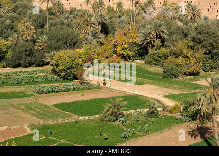 Les plantations au début de la Gorges de Todra à proximité de tinehir dans les montagnes du haut atlas du Maroc. Banque D'Images