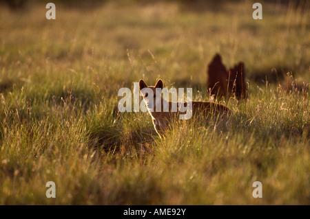 Wild dingo, Australie Banque D'Images