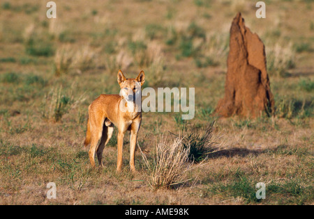 Wild dingo, Australie Banque D'Images