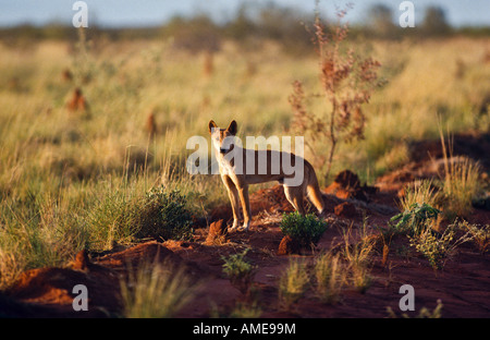 Wild dingo, Australie Banque D'Images