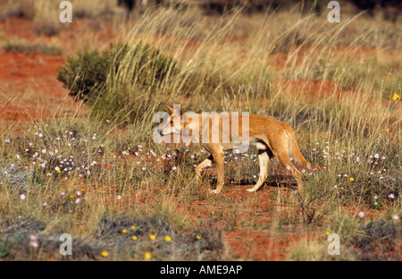 Wild dingo, Australie Banque D'Images