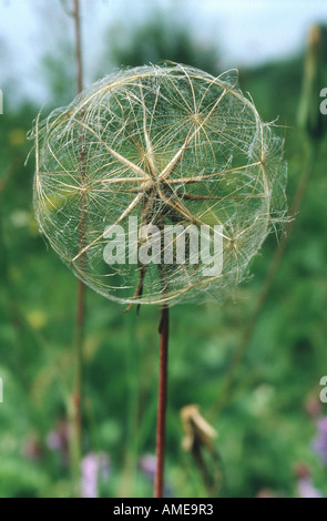 Meadow goat's beard, jack-go-to-bed-à-midi, meadow salsifify (Tragopogon pratensis), infrutescence Banque D'Images