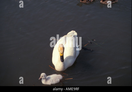 Le cygne de Bewick cygnet Wildfowl Wetlands Centre Arundel West Sussex Banque D'Images