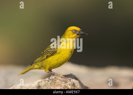 Cape weaver (Ploceus capensis), portrait d'un homme, l'Afrique, Réserve Naturelle De Hoop Banque D'Images