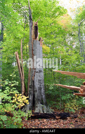 Grand arbre fendu près de stump Banque D'Images