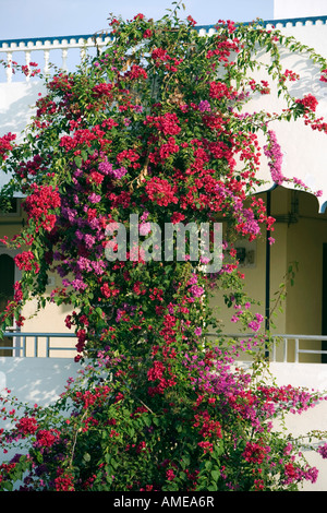 Bougainvillier grimpant un bâtiment indien. Puttaparthi, Andhra Pradesh, Inde Banque D'Images