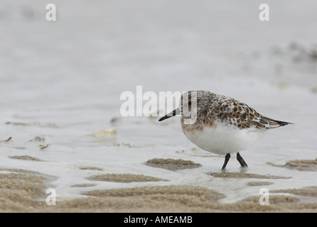 Bécasseau sanderling (Calidris alba), sur une plage de sable, Pays-Bas, Texel Banque D'Images