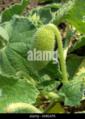 Squirting cucumber, Squirting sauvage Ecballium elaterium (Cucmber), de fruits Banque D'Images