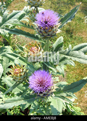 Chardon d'artichaut, le cardon (Cynara cardunculus), blooming Banque D'Images