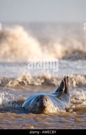 Phoque gris, Donna Nook, Lincolnshire, Royaume-Uni. Banque D'Images