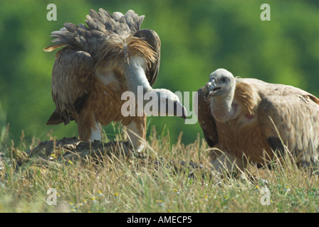 Vautour fauve (Gyps fulvus), deux animaux sur le terrain, la Bulgarie Banque D'Images