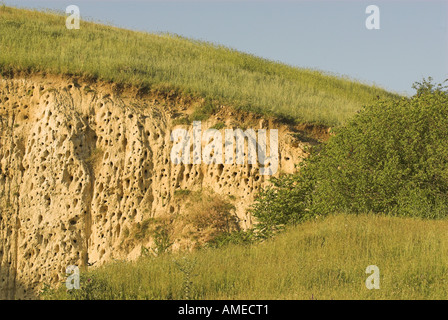 Des guêpiers (Merops apiaster), colonie de nidification dans une pente raide, Bulgarie Banque D'Images