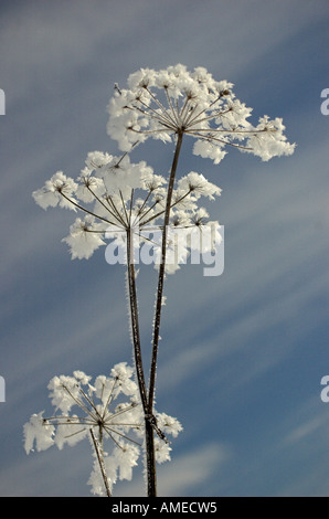 Cow persil, cerfeuil sauvage (Anthriscus sylvestris), mort en ombelles hiver, Germany Banque D'Images