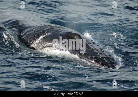 Baleine à bosse (Megaptera novaeangliae), mégaptère de revêtement, l'Antarctique Banque D'Images