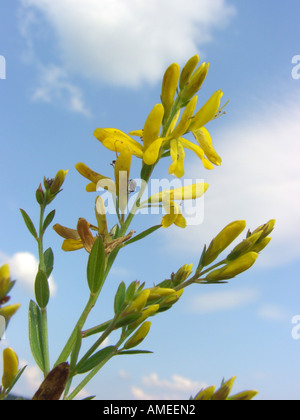 Dyer's greenweed greenweed, Dyer (Genista tinctoria), inflorescence, contre le ciel bleu Banque D'Images