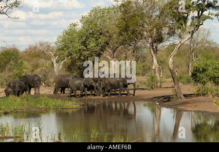 L'éléphant d'Afrique Banque D'Images