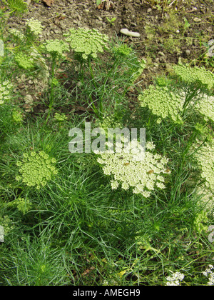 Une plus grande sélection, ammi Ammi visnaga (dent), la floraison, l'ombelle séchées a été utilisé comme cure-dent Banque D'Images