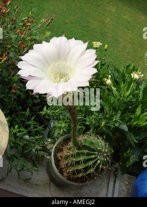 S/N (cactus Echinopsis spec.), blooming Banque D'Images