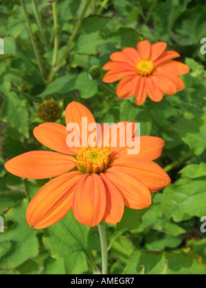 Tournesol mexicain (Tithonia rotundifolia), les inflorescences (capitules) Banque D'Images