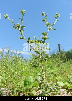 Petit fleabane (Pulicaria vulgaris), la floraison d'une rive de la rivière du Rhin Banque D'Images