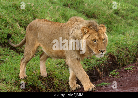 Lion mâle adolescent traversent la route dans le cratère du Ngorongoro sur safari en Tanzanie, Afrique de l'Est. Banque D'Images