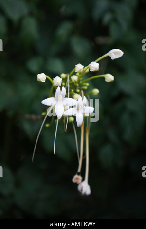 Millingtonia hortensis. Fleurs-liège en Inde Banque D'Images