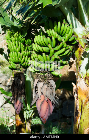 Genre bananier Musa dans plantation montrant fleur ci-dessous régime de bananes. Prêts pour la récolte. La Gomera, Îles Canaries Banque D'Images