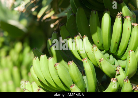 Genre bananier Musa en plantation. Bunch ou la main de bananes prêtes pour la récolte. La Gomera, Îles Canaries Banque D'Images