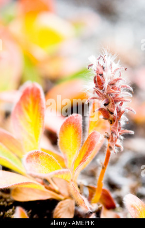 Automne couleur apparaissant dans le petit 2cm de haut, les forêts de saules polaires de l'Arctique Banque D'Images