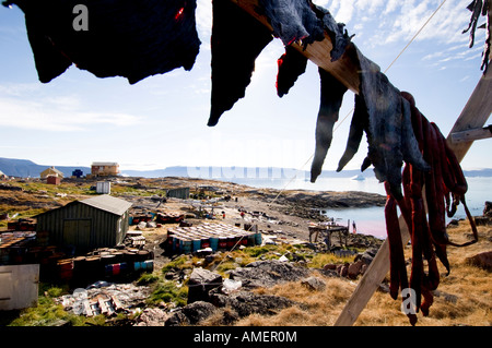 Chassé de narvals suspendus pour le séchage de la viande dans le soleil de minuit au Qeqertat Qaanaq près du fjord d'Inglefield Banque D'Images
