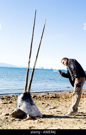 Double rares défenses de narval, affichée sur la plage après avoir été chassés des Inuits est traditionnellement photographier avec un téléphone mobile. Banque D'Images