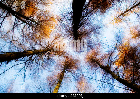 À tout droit jusqu'à l'automne les arbres avec ciel bleu en arrière-plan Banque D'Images