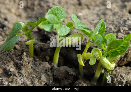La germination des semis de haricots 2006 Banque D'Images