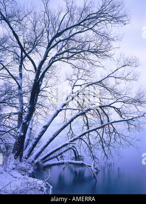 Saule dans la neige, près du lac Ontario, Lynde Shores Conservation Area, Ontario Canada Banque D'Images