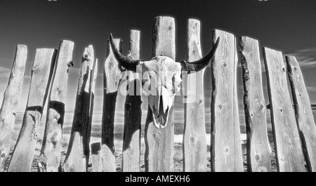 Crâne de bison sur Fence Alberta, Canada Banque D'Images