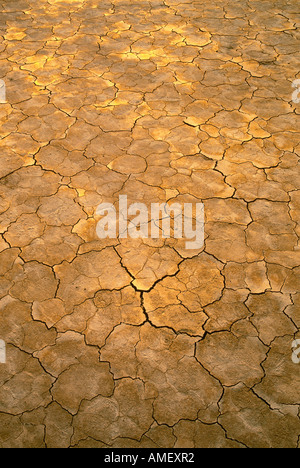Portrait of Cracked Earth in Desert, Nevada, USA Banque D'Images