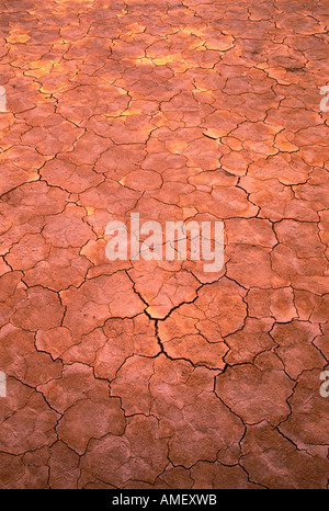 Portrait of Cracked Earth in Desert Banque D'Images