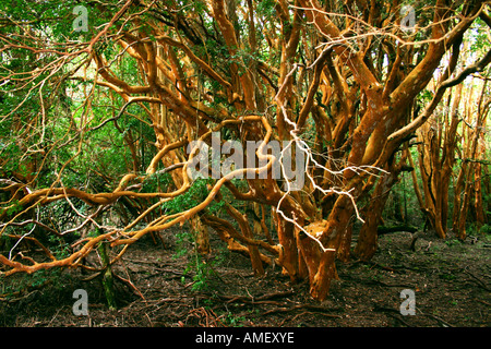 Arrayan Myrceugenella apiculata cet arbre est l'une des espèces typiques de cette zone patagonic dans le Par National de Los Arrayanes Banque D'Images