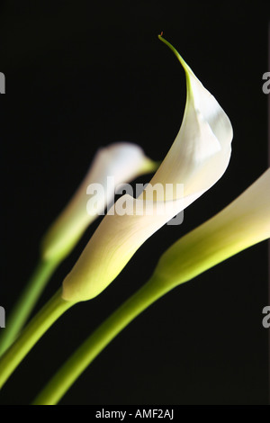 Les zantedeschias en amour Banque D'Images