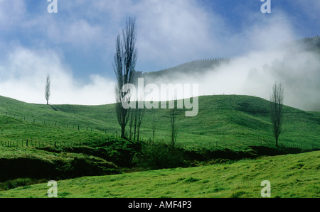 Morning Mist sur les collines près de Taupo, île du Nord Nouvelle-zélande Banque D'Images