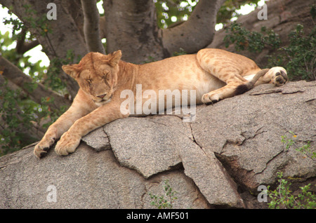 African Safari Banque D'Images