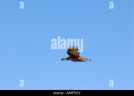 Planeur Kea contre le ciel bleu en Otira gorge - Nestor notabilis Banque D'Images