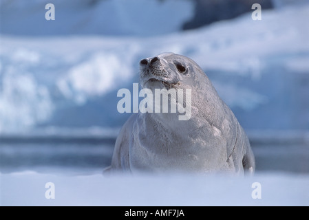 Portrait de l'Antarctique, Joint de crabiers Banque D'Images